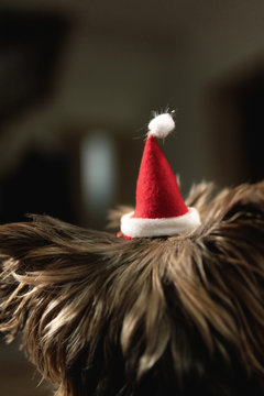 our little yorkie with a christmas hat