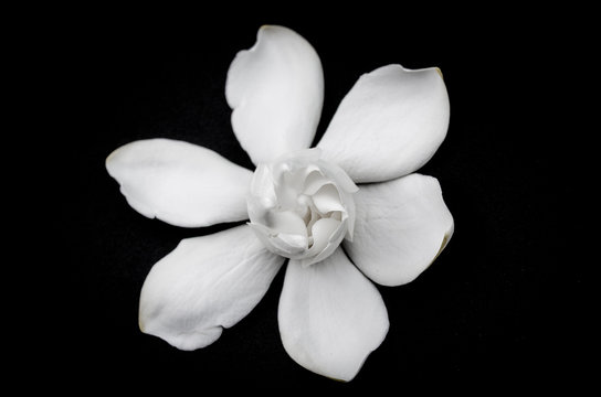 Thw white flower