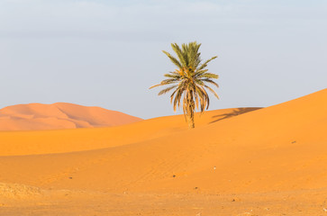 Fototapeta na wymiar Palm trees in Erg Chebbi, Sahara Desert in Merzouga, Morocco in Africa