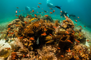 Fototapeta na wymiar Vibrant and colorful reef, fish and diving scene. Colorful corals surrounded by small tropical fish in clear blue water