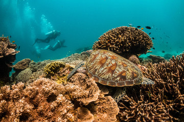 Fototapeta na wymiar Green and hawksbill sea turtles swimming and resting in clear ocean. Coral reef and divers in the background