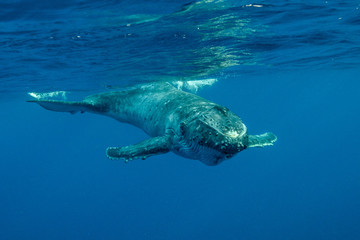 Fototapeta premium Humpback Whale, Tonga