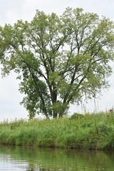 Large Tree in the Field