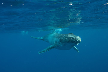 Humpback Whale, Tonga