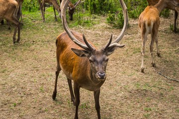 Ciervo macho