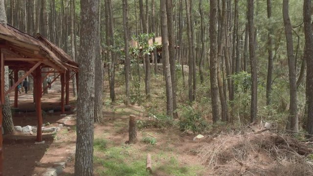 Slow cinematic footage drone flying passing thrunk and leaf of pine trees in rest area