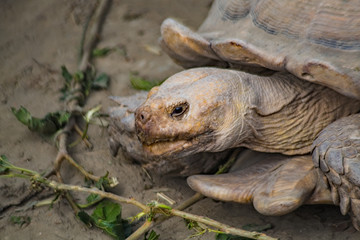 Spornschildkröte mit Nahrung 