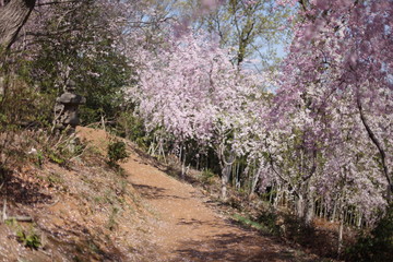 しだれ桜の小道