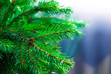 green fir branch of a christmas tree