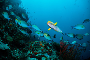 Obraz na płótnie Canvas Underwater scuba diving scene, schooling fish swimming together around coral reef, blue ocean background