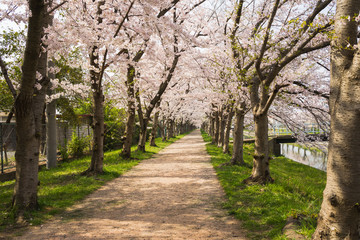 Spring Japan, Cherry blossom road 