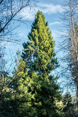 one conifer tree on a background of mountains