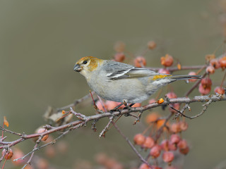 Pine Grosbeak Female Eating Red Berries in Winter