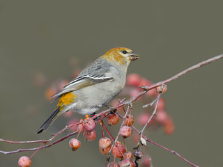 Pine Grosbeak Female Eating Red Berries in Winter