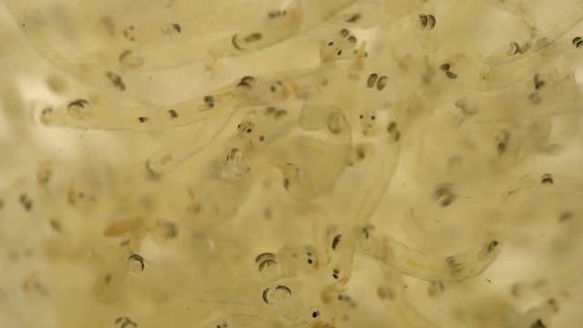 Chaoborus or Corethra is a mosquito insect larva