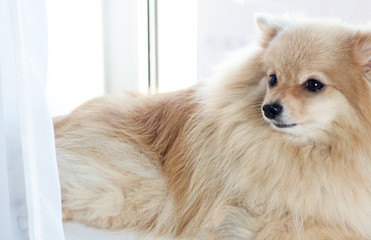 the dog is lying on the windowsill