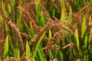 The autumn rice fields