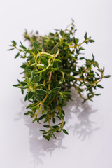 essential oil of thyme on a white background