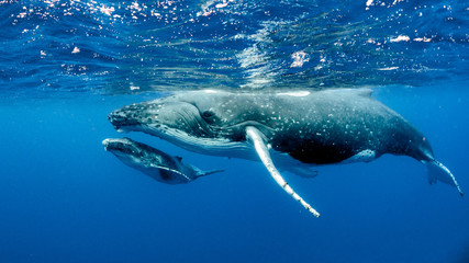 Humpback Whale - obrazy, fototapety, plakaty