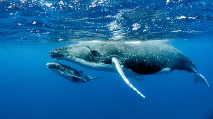 Meubelstickers Bultrug walvis © Chris