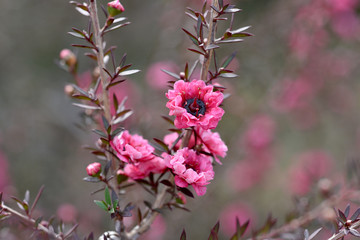 秋の花
