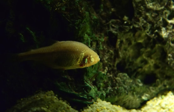 Cave fish / blind bave fish or mexican tetra swimming in cave underwater (Astyanax fasciatus mexicanus)