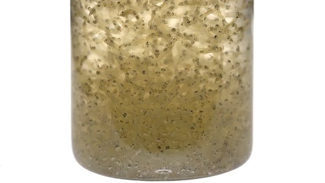 Chaoborus or Corethra is a mosquito insect larva