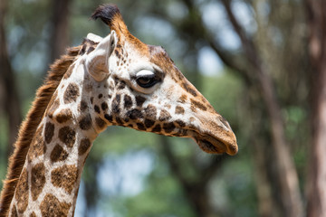portrait of giraffe