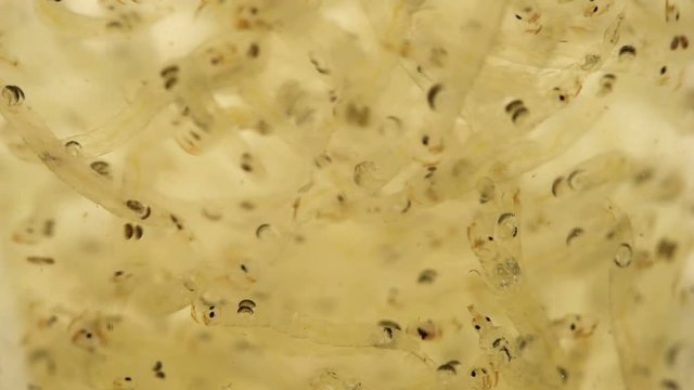 Chaoborus or Corethra is a mosquito insect larva