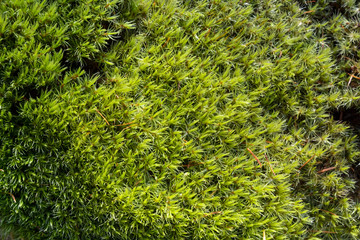 Close up of green moss on ground in forest. Nature texture background.