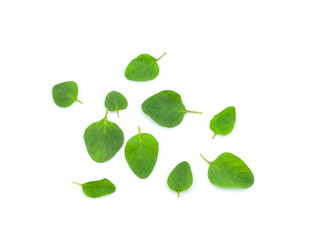 Basil leaves isolated on white background. Top view. Flat lay