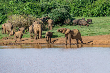 Fototapeta na wymiar herd of elephants around a lake in Kenya
