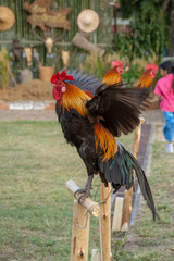 Rooster