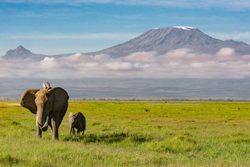 Elefanten, die vor dem Kilimandscharo spazieren
