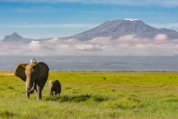 Keuken foto achterwand Kilimanjaro Olifanten lopen voor de Kilimanjaro