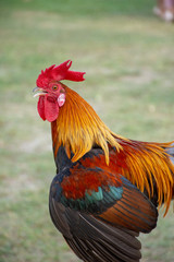 Rooster