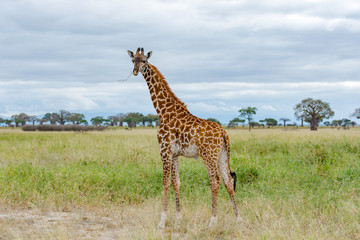 Giraffe Eating on the Savannah