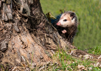 Little wild Possum peeps around the base of a tree.