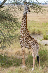 Giraffe Reach for Leafs