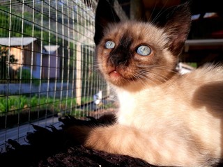 Gatos olhos azuis 