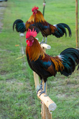 Rooster