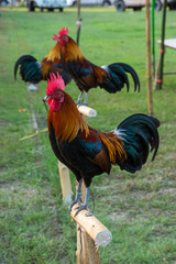 Rooster