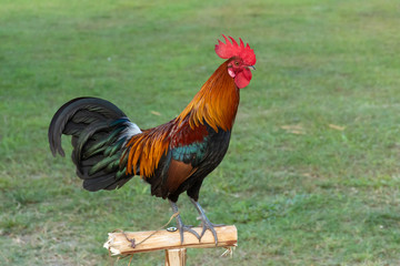 Rooster