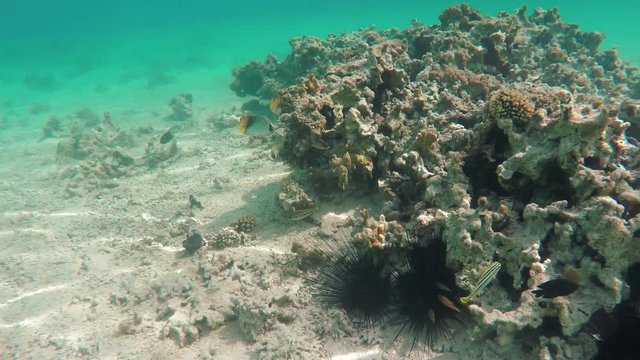 Tropical fish and sea urchins in corals. Flora and fauna of the southern Red sea in the clear water of the sunny exotic underwater world. Romantic sea trip. Adventure, travel, tourism and recreation. 