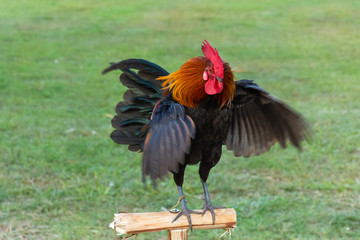 Rooster