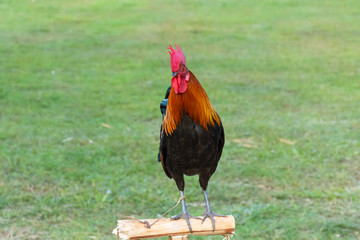 Rooster standing on a small log with green background of grass yard