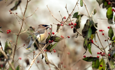 Beautiful cedar waxwing bird. 