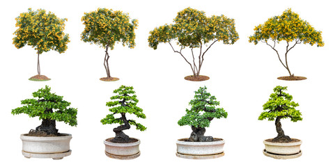 Trumpetflower trees and bonsai trees isolated on white background.  Its shrub is grown in a pot or ornamental tree in the garden.