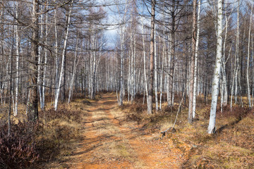 Country road in a birch grove. Autumn or spring forest.