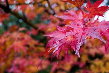 Last of the autumn leaves in Kaga city, Ishikawa, Japan.